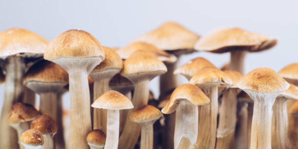 The Ultimate Guide to Magic Mushrooms