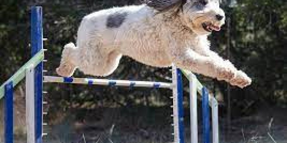 K9TI Unleashed: A Closer Look at the Latest in Canine Technological Advancements