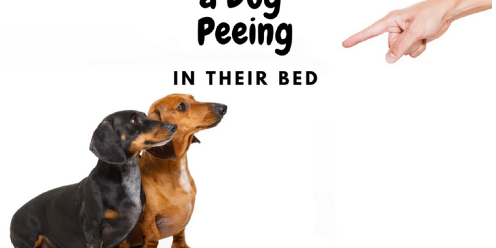 Keep your pet safe at all times with the best temporary dog fences