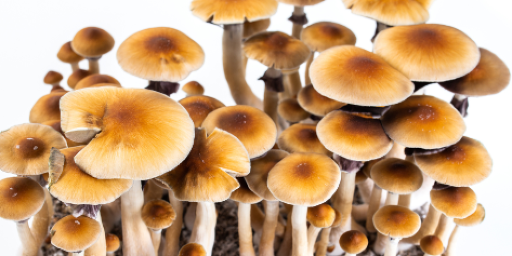 The Role of Magic Mushrooms in DC’s Alternative Wellness Scene