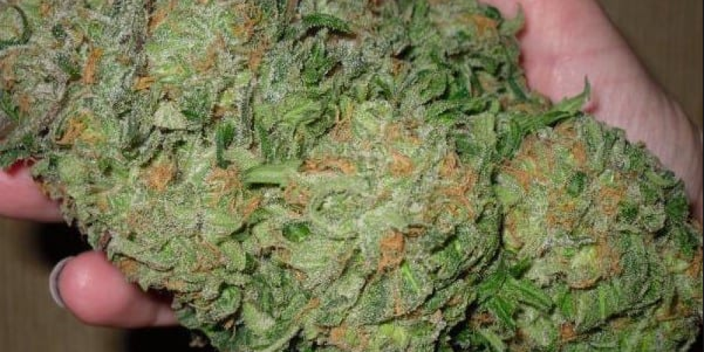 Get Weed Online At Discounted Price Yet Ensured Top quality
