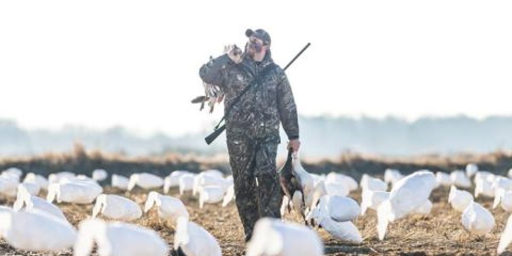 Advice For Snow Goose Hunting – 5 Tips to Consider