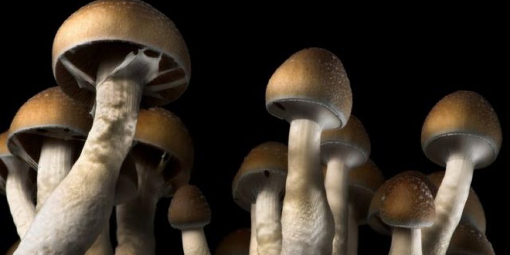 All you want understand more about Refreshing fresh mushrooms in DC
