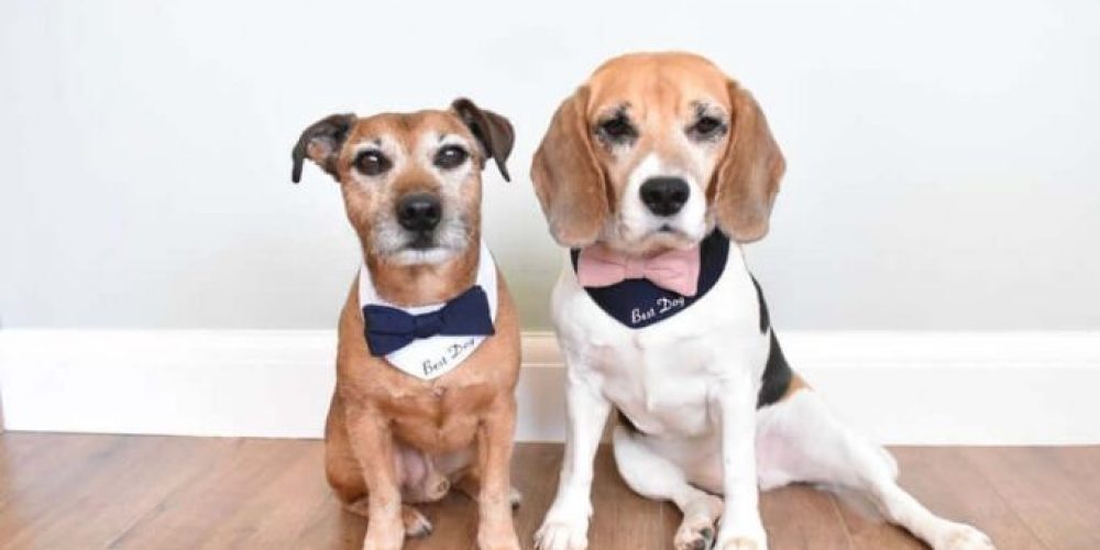 What does luxury dog attire include?
