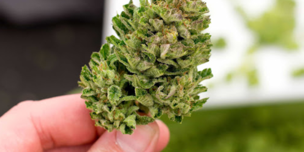 On this web site, you could buy marijuana safely