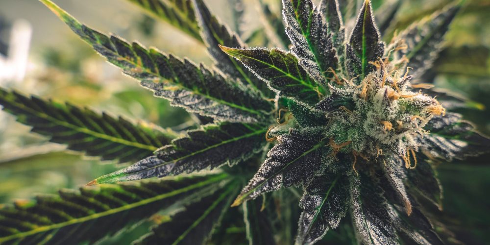 8 Benefits of CBD France: The Herb for the Mind and Body