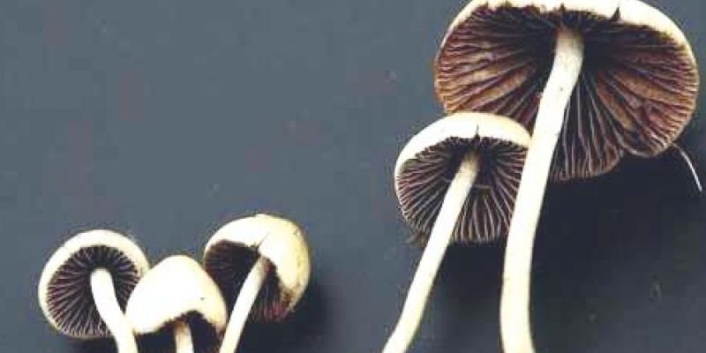 Having a Distinct Substantial with Outdoors-Gathered Shrooms from DC