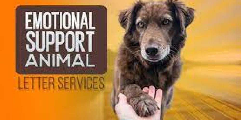 ESA Letter for Trauma Survivors: Healing and Rebuilding with Animal Companionship