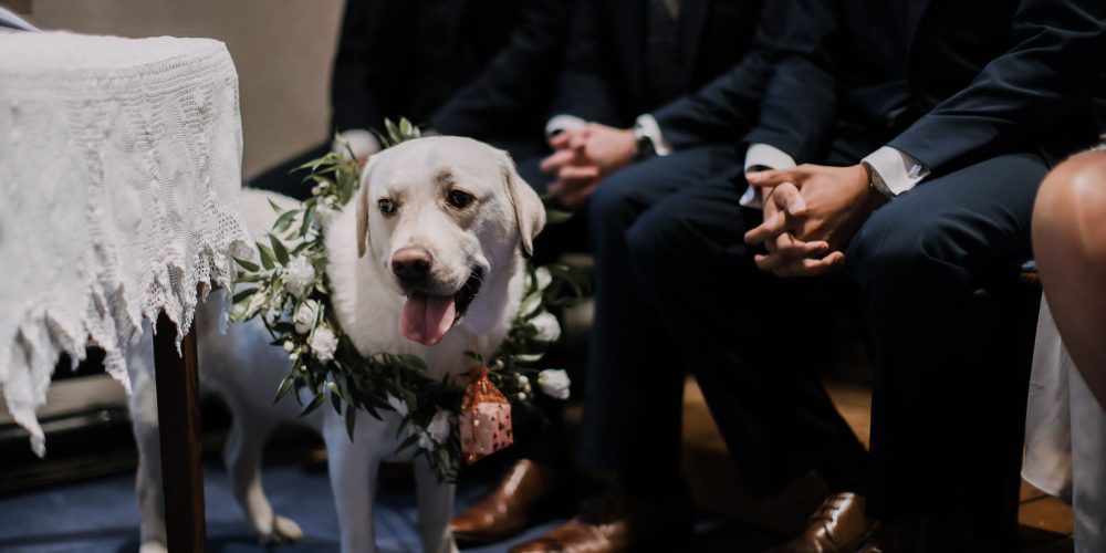 What does luxury dog attire include?