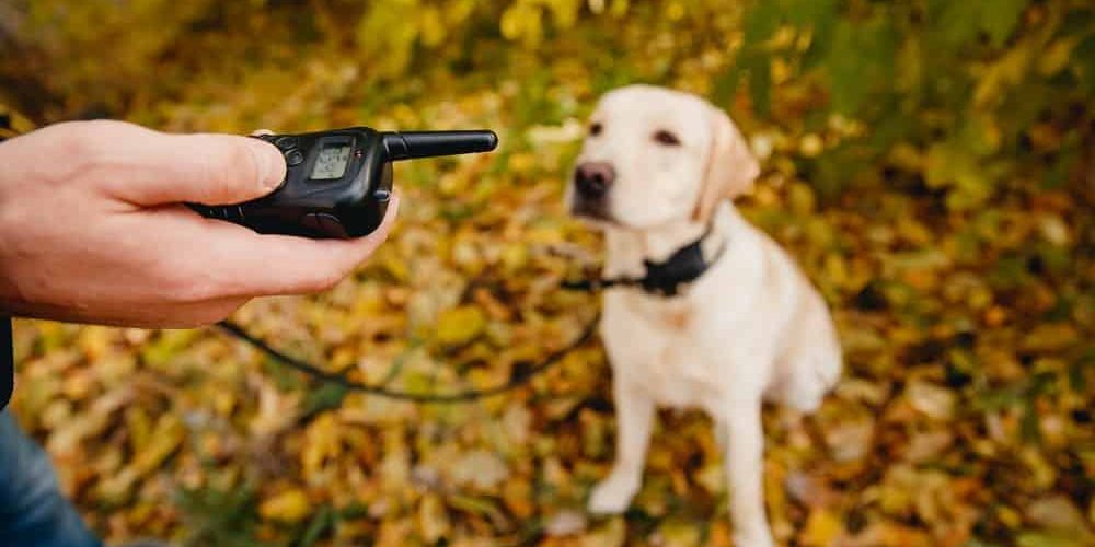 Train Your Dog at Home with These Online Resources